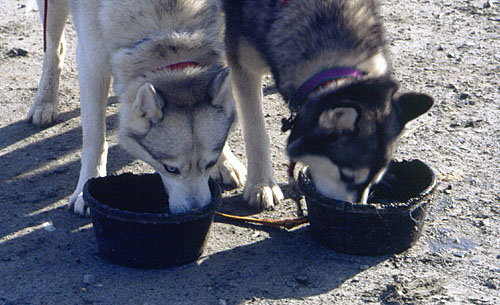 Thirsty lead dogs after a training run.
